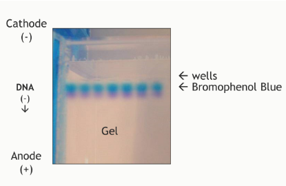 <ul><li><p><span>Place cover on electrophoresis chamber, connecting the electrical leads to the power supply</span></p><ul><li><p><span>Be sure the leads are attached correctly--DNA migrates toward the anode (red)</span></p></li></ul></li><li><p><span>When the power is turned on, bubbles should form on the electrodes in the electrophoresis chamber</span></p></li><li><p><span>After the current is applied, make sure the gel is running in the correct direction</span></p><ul><li><p><span>Bromophenol blue will run in the same direction as the DNA</span></p></li></ul></li></ul><p></p>
