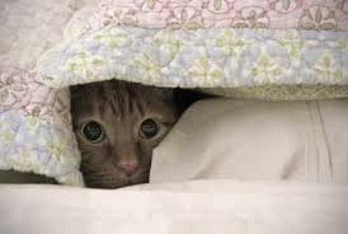 <p>introverted; shy</p>