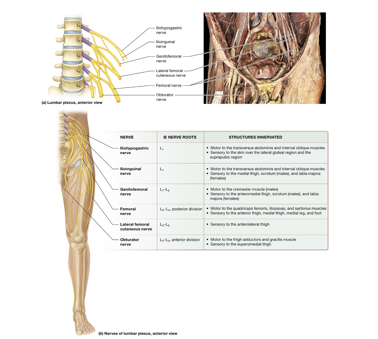 <p>Lumbar plexuses</p>