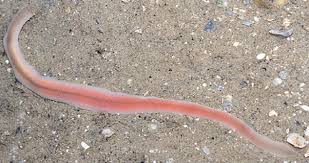 <p>-ribbon worms </p><p>-1385 spp.</p><p>-mostly marine worms </p><p>-hydrostatic rhynchocoel houses proboscis→neurotoxins delivered via stylet </p><p>-complete digestive system, nerve cords with transverse nerves, closed circulatory system→not heart vessels contract </p><p>-several protonephridia </p><p>-asexual fragmentation, moistly dioecious external fertilizers, some hermaphrodites</p>