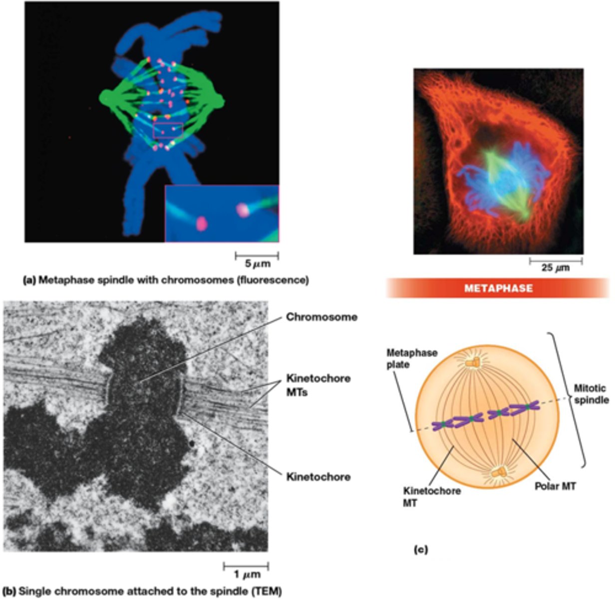 <p>•Chromosomen gealigneerd in equatorvlak ter vorming van metafaseplaat</p><p>•De twee zusterchromatiden zijn elk verbonden via kinetochoor MT verbonden met een tegengestelde pool</p><p>•Microtubuli heel dynamisch, ook in metafase</p>
