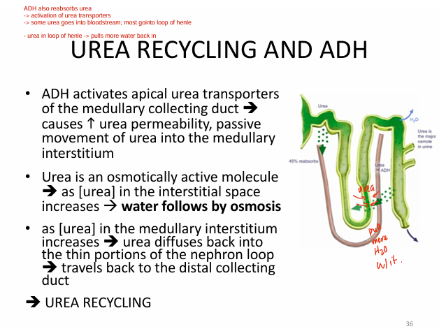 <p>0) ADH activates urea transporters in medullary COLLECTING DUCT</p><p>1) increased urea into interstitium</p><p>2) urea = osmotically active molecule <br>→ urea in interstitial space = <span style="color: yellow"><strong>WATER FOLLOWS BY OSMOSIS </strong></span><br>(just think; urea is hella salty)</p><p>3) as urea conc. increase in interstitium<br>→ <span style="color: #00e9ff"><em>diffuses back into thin portion of nephron loop</em></span></p><p>4) travels back to collecting duct</p><p>= urea recycling (just making the urine more concentrated)</p>