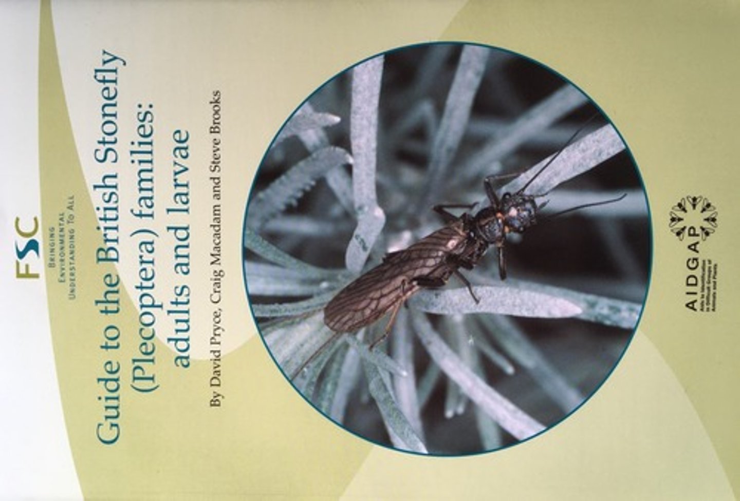 <p>Order of insects commonly known as Stoneflies.</p>