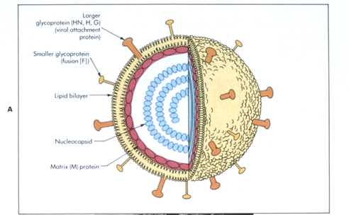\-%%single-stranded, negative RNA genome%%

\-%%enveloped, non-segmented%%

\-mumps (1 serotype)

\-measles (1 serotype)

\-parainfluenza 1-5 (5 serotypes)

\-respiratory syncytial virus (2 serotypes)