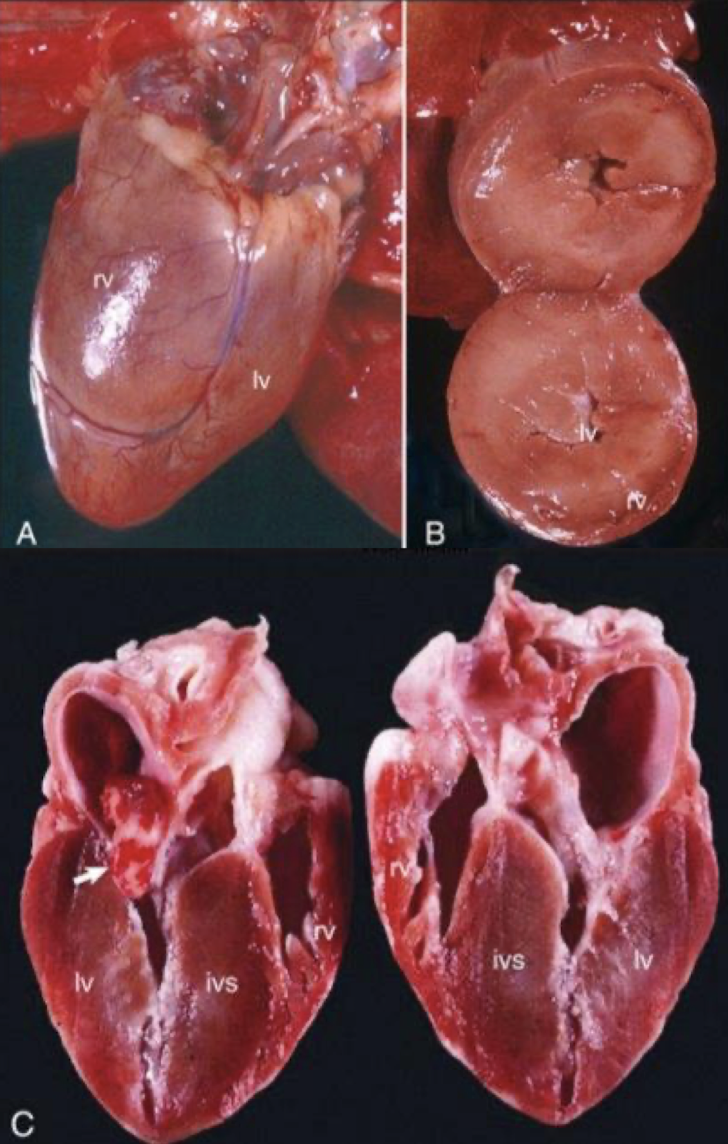 <p>What is significant about these pictures?</p>