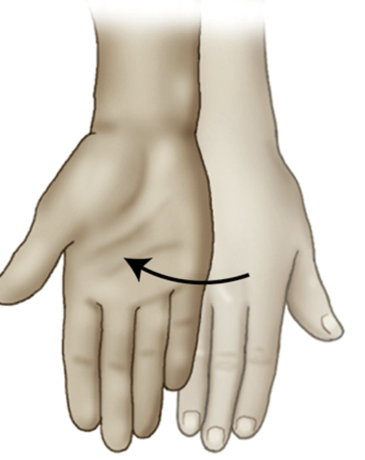 <p>rotation of the forearm so the palm is up </p>