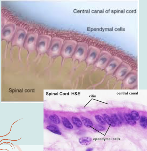 <p>Ependymal Cells</p>