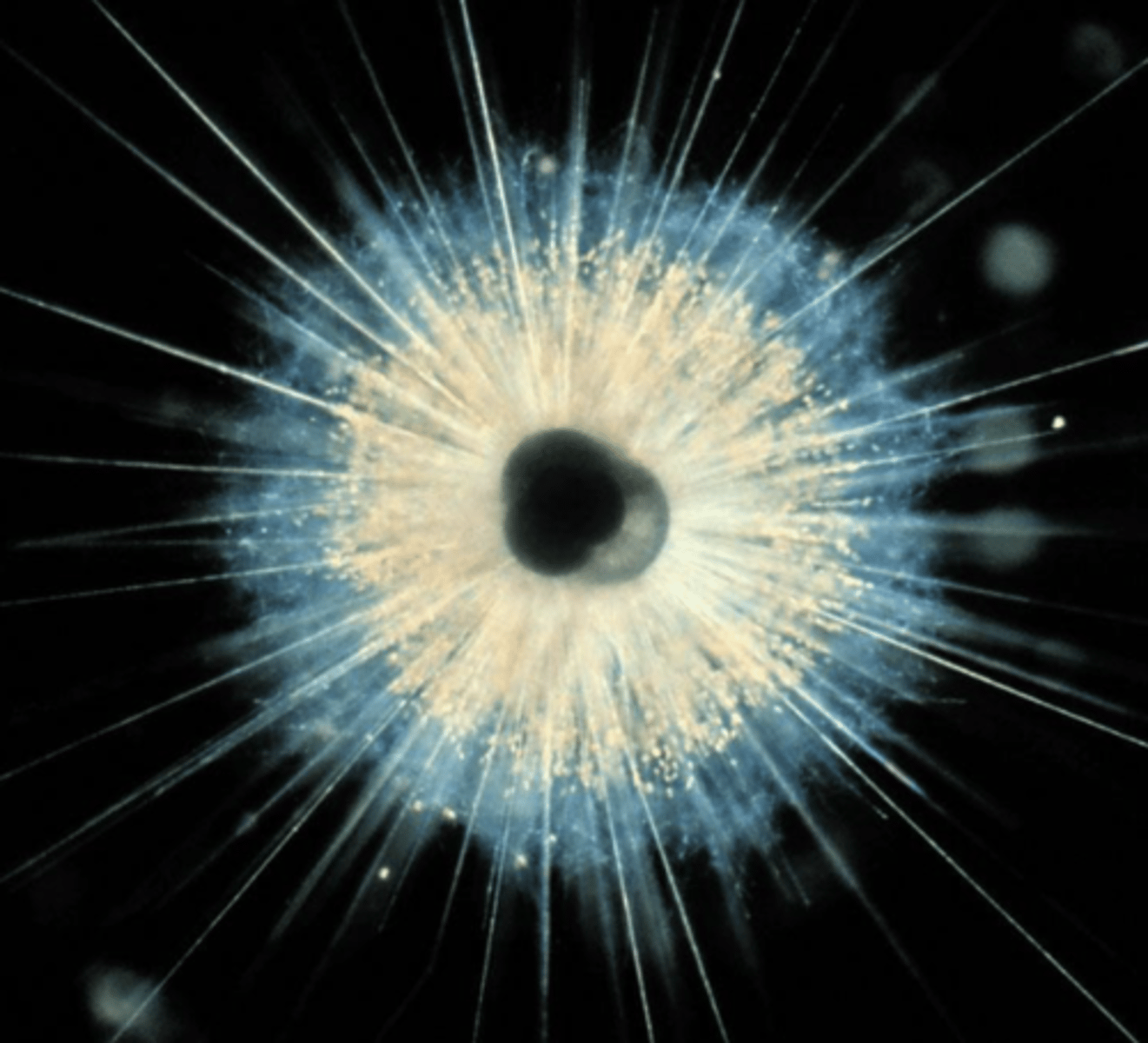 <p>Amoeba-like protists (similar to radiolarans). Low Mg calcite. Not limited to surface waters</p>