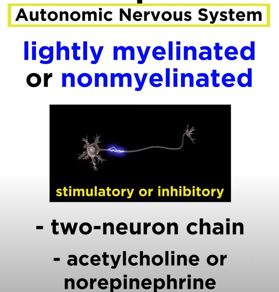 <ul><li><p>Lightly myelinated or nonmyelinated</p></li><li><p>Two neuron chain</p></li><li><p>Release acetylcholine or norepinephrine</p></li></ul><p></p>