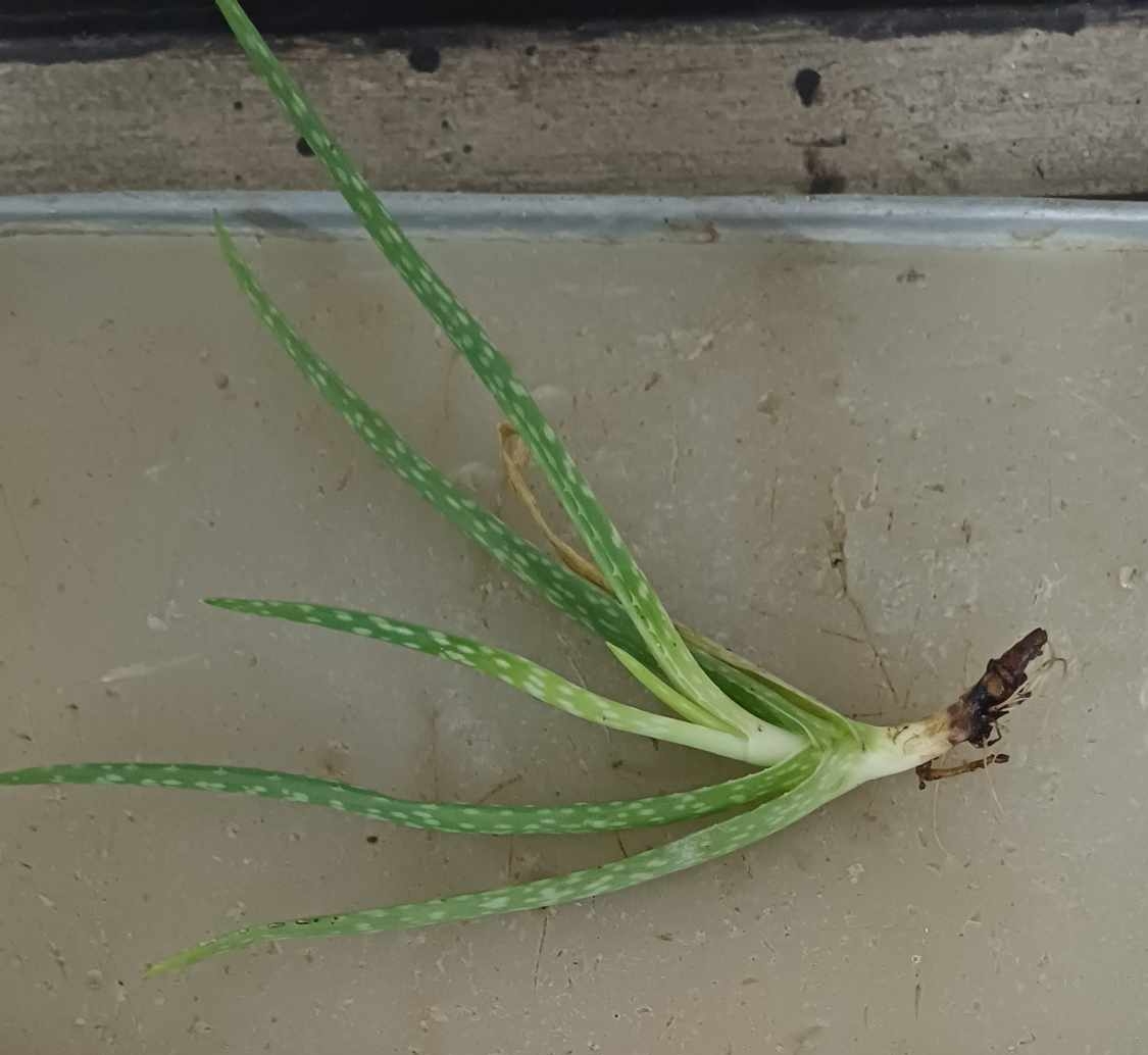 <p>Identify the:</p><p>Specimen used (Scientific and Common name)</p><p>Specialized leaf</p>
