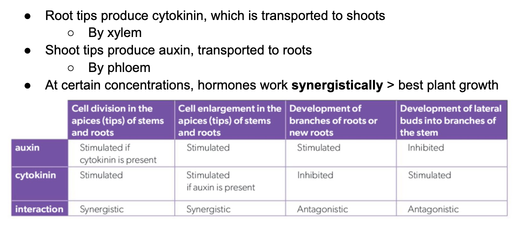 knowt flashcard image