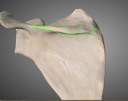 <p>lapaluun harju</p>