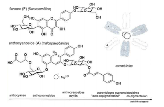 <p>Podem sofrer reações ácido-base, ocorrendo transferência de protões na gama dos microssegundos. Assim em solução apresentam várias estruturas cujo equilibrio depende do pH do meio.</p><p>Meio ácido: -4 forma vermelha, catião flavínio ou 2-fenilbenzopirilio (acido)</p><p>Meio básico: forma amarela (bases quinoidais)</p><p>Meio 4-6: azul</p><p>Meio neutro: incolor</p><p>Assim, a abosrção no espetro visivel depende do ph do meio (comportamento supramolecular)</p><p>pH dos vegetais é mais próxima da neutralidade- plantas deviam ser incolores, as anocianinas são mas estão sempre próximas da parte colorida da planta sofrendo estabilização:</p><p>Flavonoides como copigmentos (copigmentação intermolecular)- interações hidrofóbicas e empilhamento</p><p>Copigmentação intramolecular- ácidos formam uma sandwich em torno das antocianidinas e esta pode agir como copigmento occorendo auto associação/ autocopigmentação devido a empilhamento intermolecular de antocianinas que se protegem umas às outras. </p>