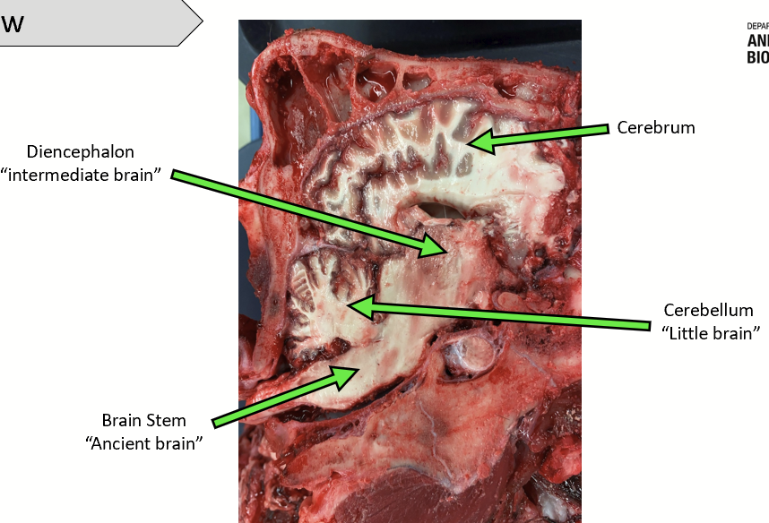 <p>Left + right pairs, contains the cerebral cortex and the basal nuclei. The most superficial part of the brain and is involved in conscious control.</p>