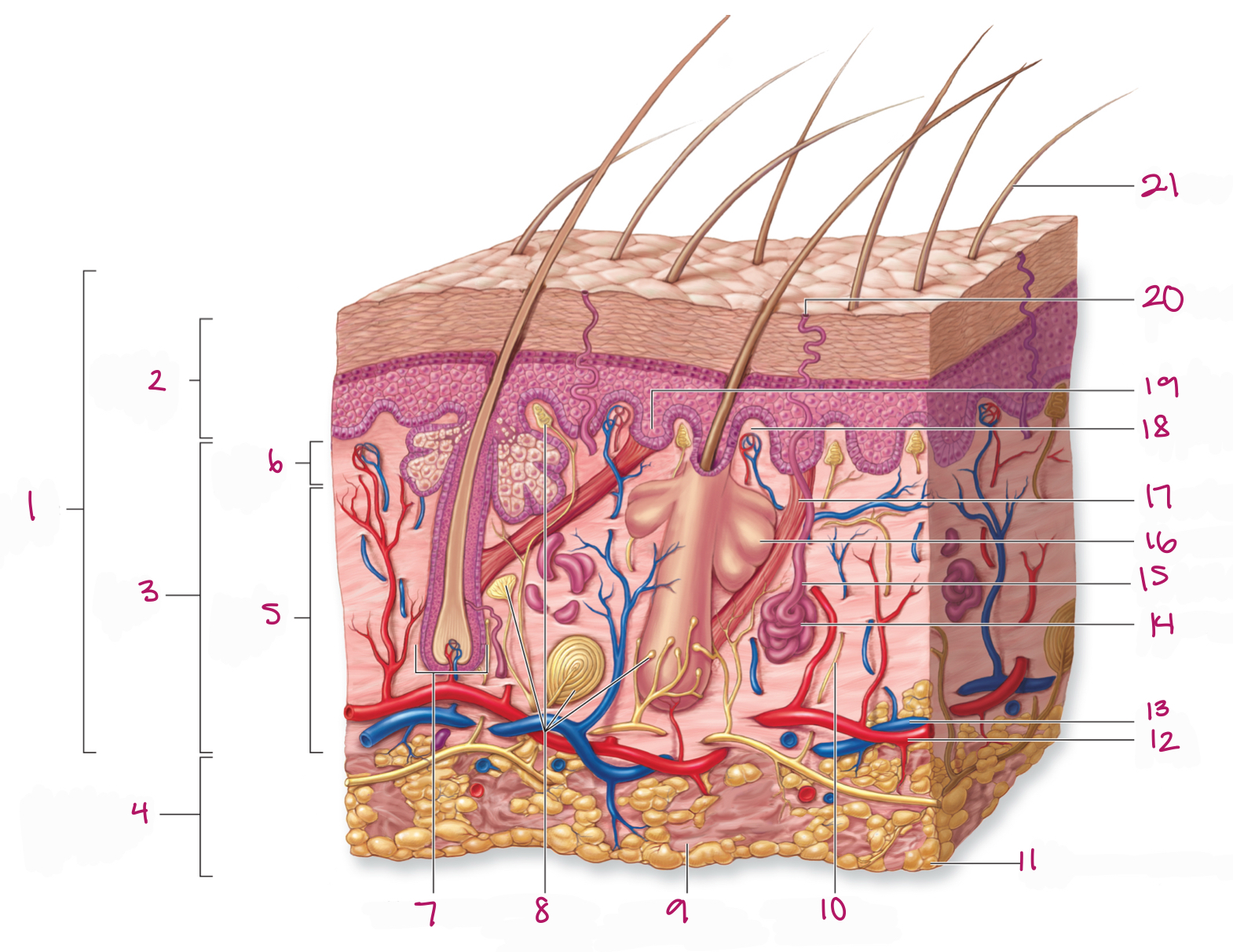 <p>Label&nbsp;figure 21.</p>