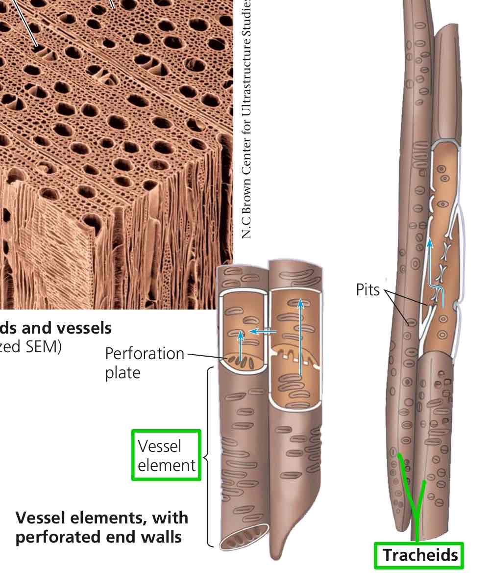 <p>Tracheids and vessel elements. They are tubular, elongated cells that are dead maturity. Tracheids have a smaller diameter than vessel elements.</p>