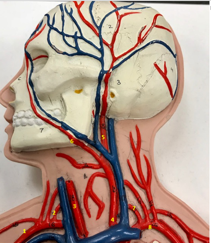 <p>Function of right common carotid artery (3)</p>