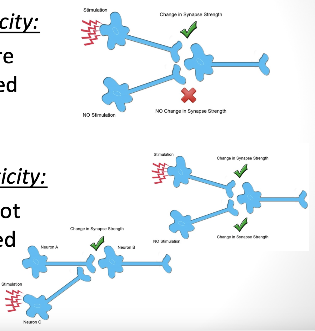 <p><em><u>homosynaptic plasticity:</u></em> produces changes in communication at the synapses that were directly activated at the time of information transfer </p><ul><li><p>only neurons that are specifically innervated undergo changes in synaptic plasticity</p></li></ul><p><em><u>*heterosynaptic plasticity:</u></em><strong><em> </em></strong>changes at the synapses that were not active during the information transfer </p><ul><li><p>synaptic pathways not specifically stimulated undergo changes</p></li></ul><p>== either of these can result in the strengthening or weakening of connections between neurons, depending on the frequency of firing </p><ul><li><p>cellular mechanisms of long-term potentiation and long-term depression are thought to underlie both of these types of plasticity </p><ul><li><p>thought that *heterosynaptic plasticity helps to regulate excitatory and inhibitory inputs into neuronal networks, creating homeostasis that leads to an optimal environment for learning </p></li></ul></li></ul><p></p>