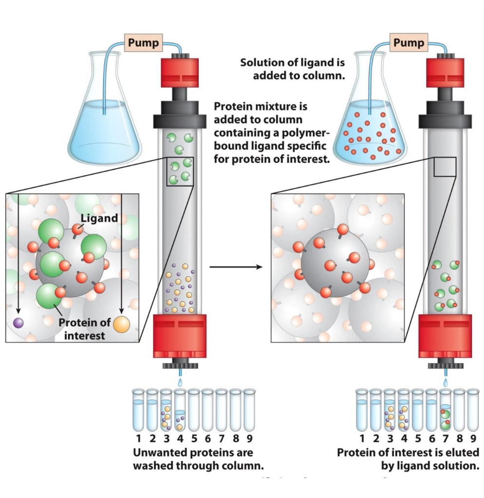 <p>Separate based on <strong>specific binding interactions</strong></p><p>✦ beads have a proteins’ specific ligand covalently attached to them.</p><p>✦ only proteins w/ ligand affinity will be retained in column = elutes last</p><p>✦ excess ligand being passed thru the column will release bound proteins</p>