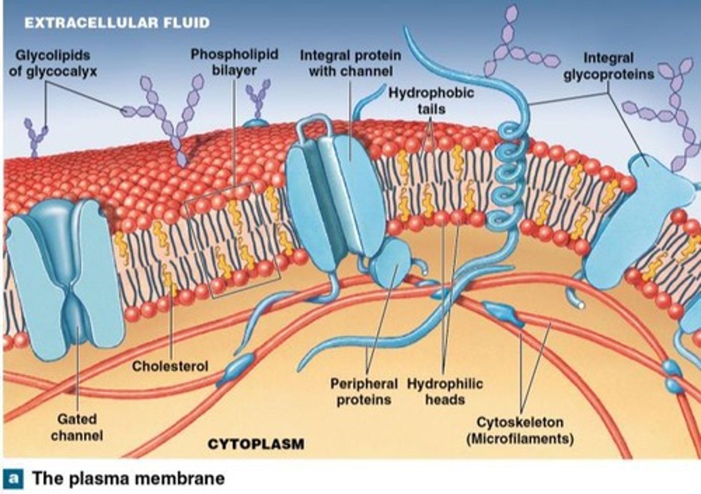 <p>A dynamic structure that consists of a bilayer and multiple components, including phospholipids, glycolipids, and proteins.</p>
