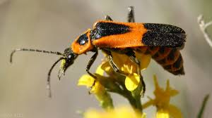 <p>Soldier/Flower Beetles</p>