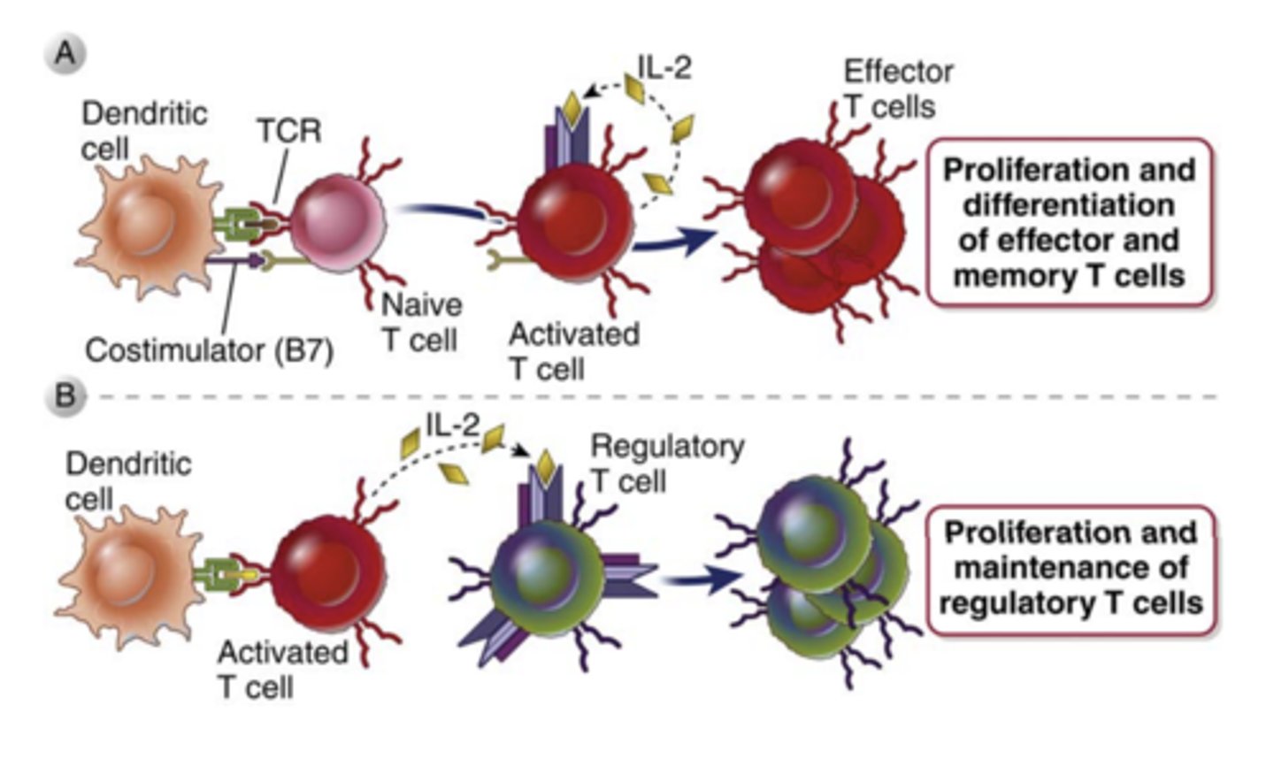 <p><strong><span style="text-decoration:underline"><span class="bgP">produced mainly by CD4+ T lymphocytes</span></span><span class="bgP">******</span></strong> rapidly after recognition of antigen and costimulators</p>