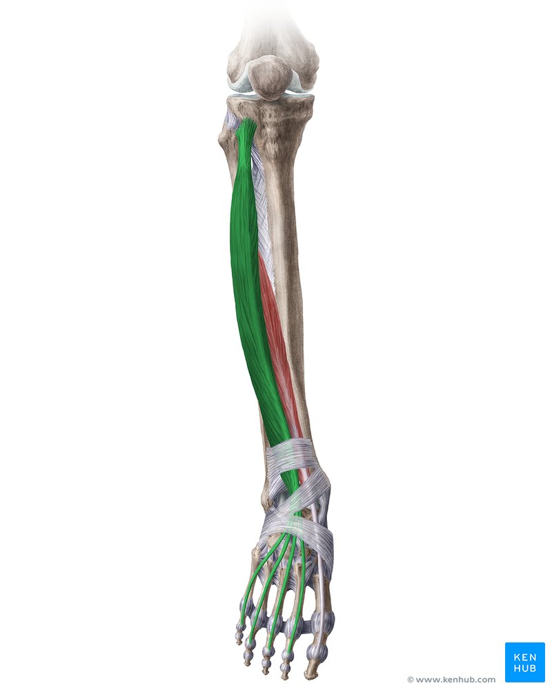 <p>Runs from tibia and fibula to the toes; extends toes and dorsiflexes the foot; palpate on the top of the foot during toe extension.</p>