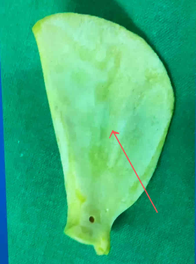 term image