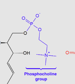 <p><span style="background-color: transparent;"><span>the major class of sphingophospholipids that are a major component of the myelin sheath, , with a “choline group”</span></span></p>