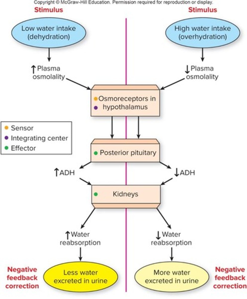 <p>Hormone regulating water reabsorption in kidneys.</p>