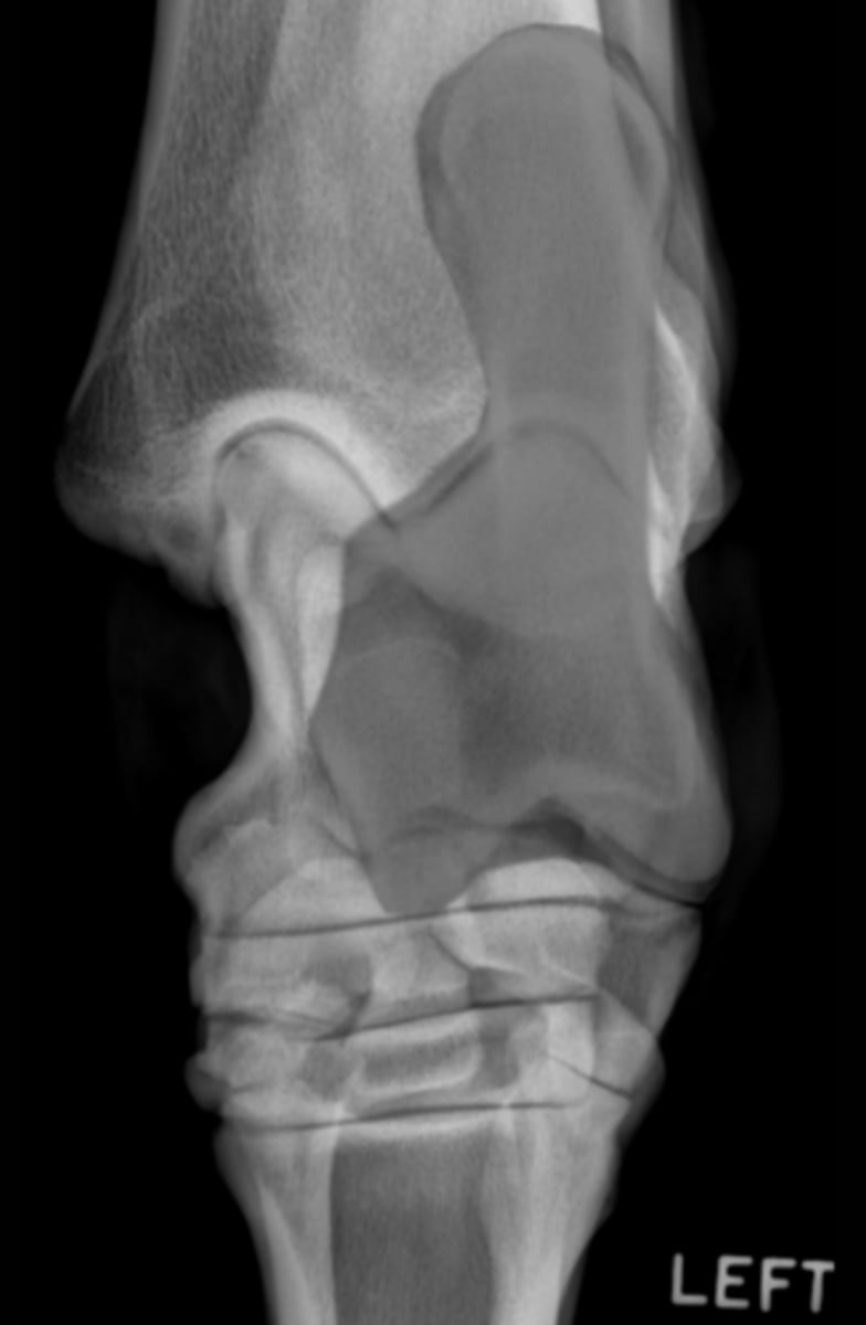 <p>What bone is highlighted?</p>