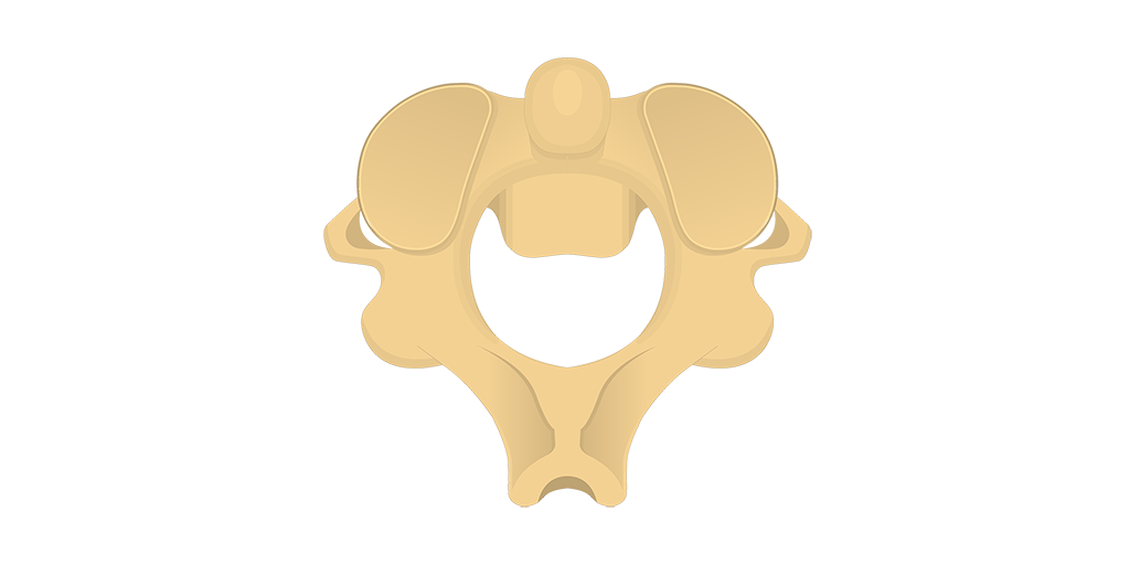 <p>What kind of vertebrae is this?</p>