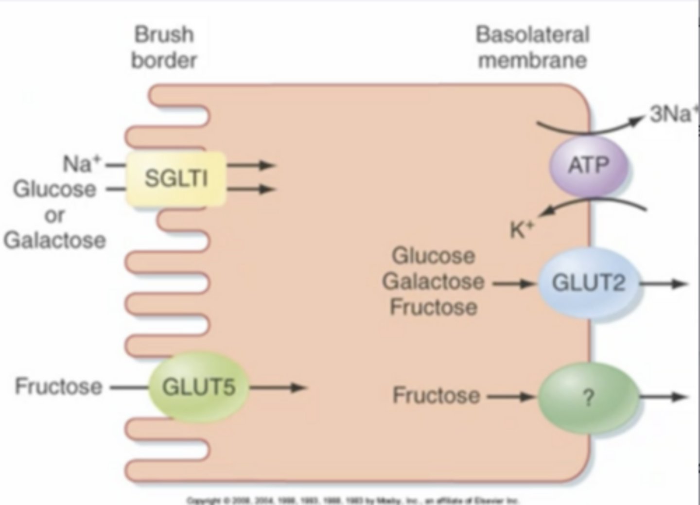 <p>where are the 4 main transporters (Na/K ATPase, SGLT1, GLUT5, GLUT2) on gut enterocytes (in the mucosa layer) involved in carb absorption found within the cell?</p>