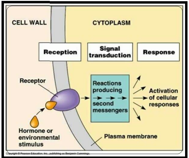 <ul><li><p>Mechanisms by which signals are transmitted from the outer surface to the interior of a cell</p></li></ul><p></p>