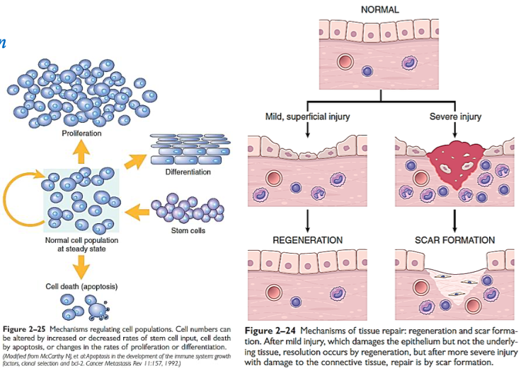 <ul><li><p><span><strong><u>Regeneration</u> → tissue returns to normal (common with mild, superficial injuries)</strong></span></p></li><li><p><span><strong>Replacement by connective tissue → <u>scar formation</u> (common with deeper, more severe injuries)</strong></span>&nbsp;</p></li></ul><p></p>