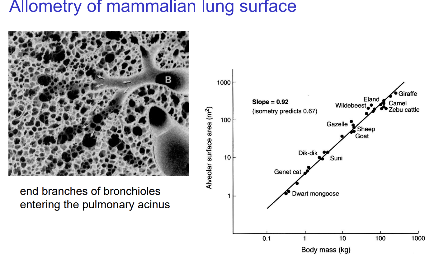 <ul><li><p>Lung SA scales isometrically with body mass</p></li></ul><p></p>