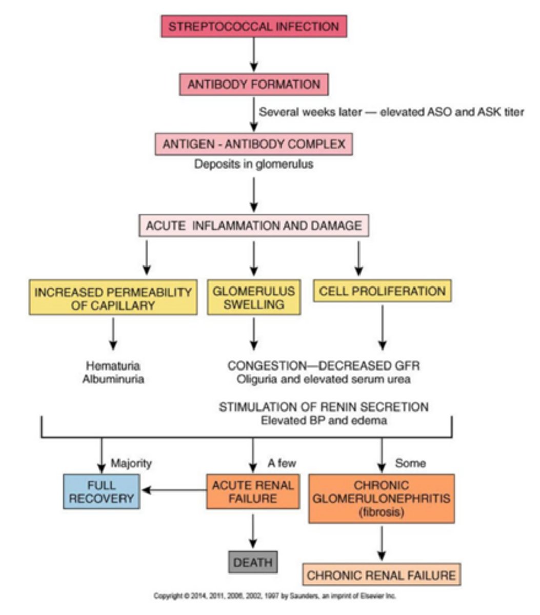 <p>the presence of antistreptococcal (ASO) antibodies form an antigen-antibody complex which activates the complement system and results in an inflammatory response in the glomeruli</p>