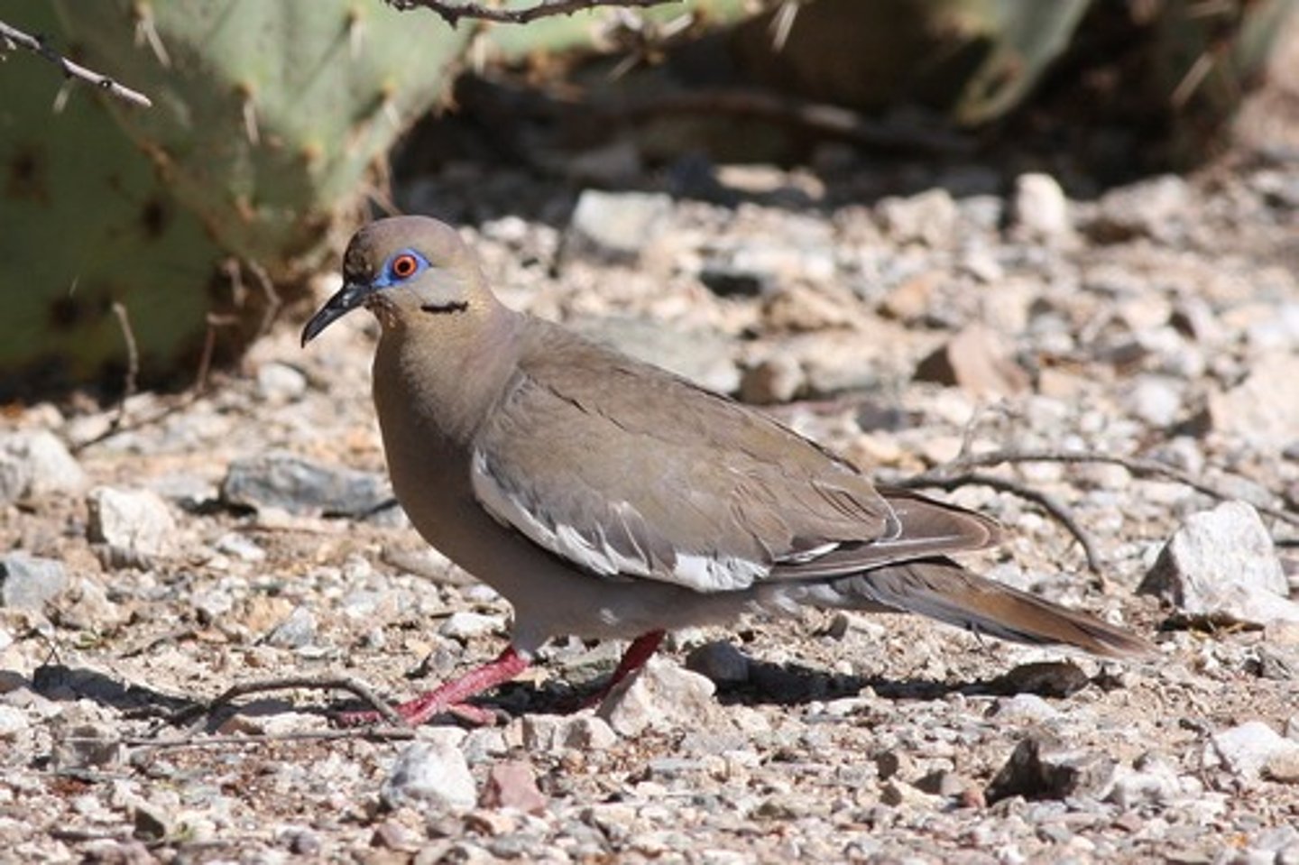 <p>some species of birds</p>