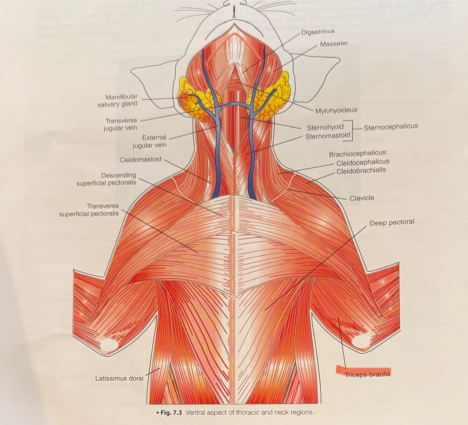 <p>Biceps action: flexes elbow/extends shoulder</p><p>Triceps action: extends elbow/ flexes shoulder </p>