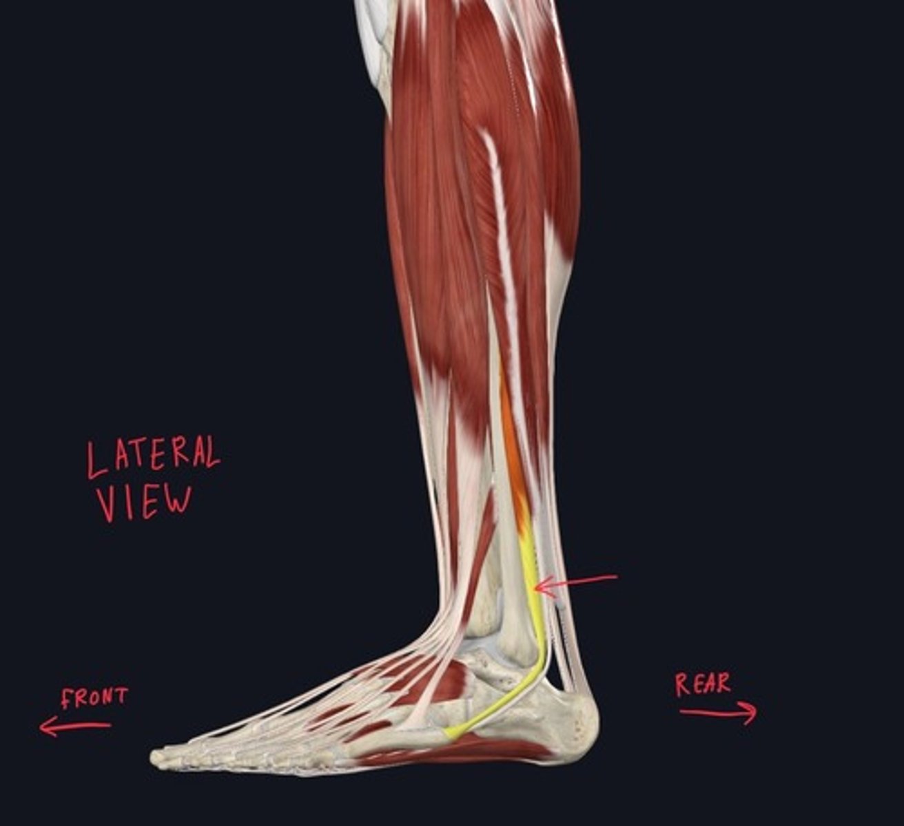 knowt flashcard image