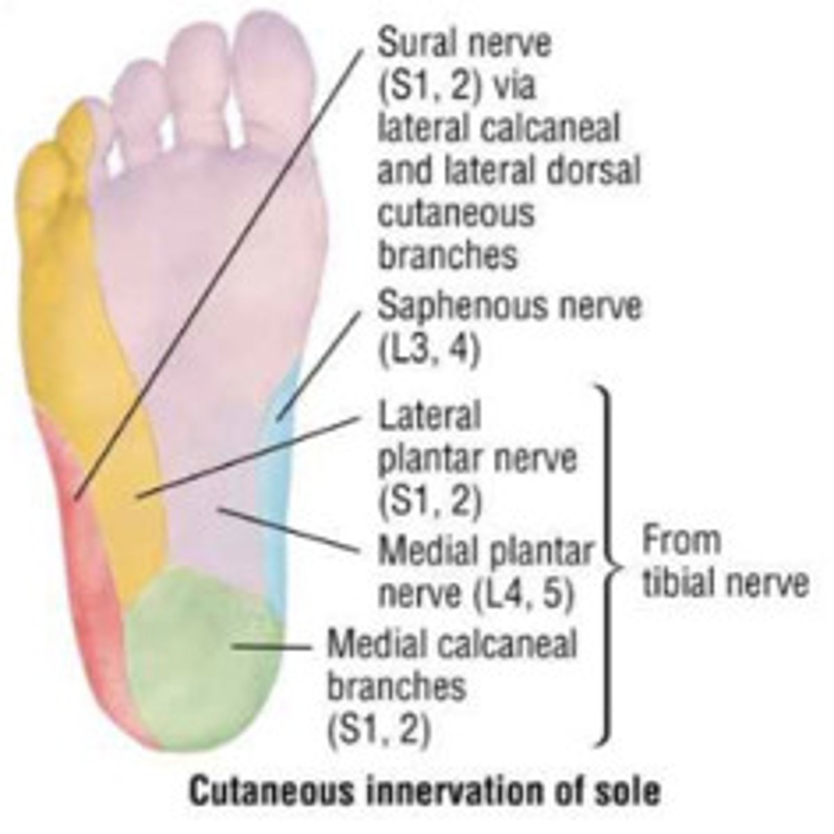 <p>- Motor to long head of biceps femoris, semitendinosus, semimembranosus, gastrocnemius, soleus, flexor hallucis longus, tibialis posterior, flexor digitorum longus and muscles of the foot.</p><p>- Sensory from skin of sole of the foot.</p><p>- Most noticeable weakness with damage: extension of the thigh (at the hip), flexion of the leg, plantarflexion of the foot and flexion of the toes.</p>