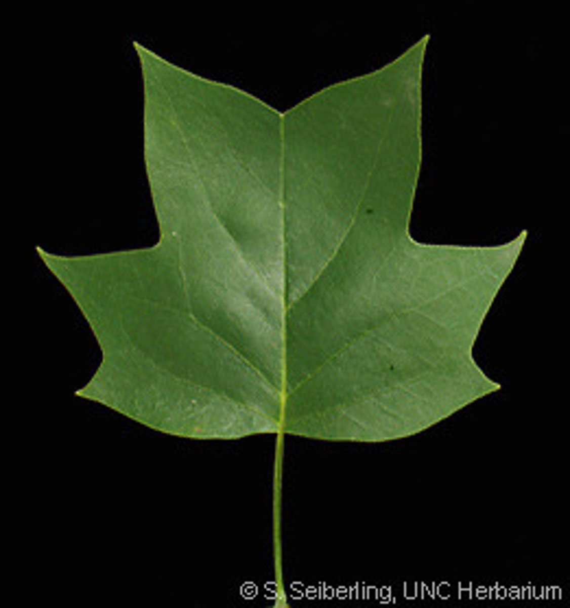 <p>Native <br>Leaf: simple, alternate, entire, palmately veined</p>