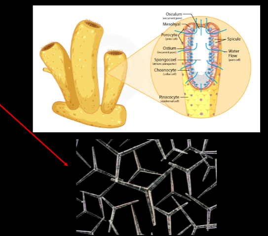 <p>Sponge</p><p>Anatomy in</p><p>lab</p><img src="https://knowt-user-attachments.s3.amazonaws.com/e96707a3-281a-4642-89f6-e3ee7d400828.png" data-width="100%" data-align="center" alt="knowt flashcard image"><p></p>