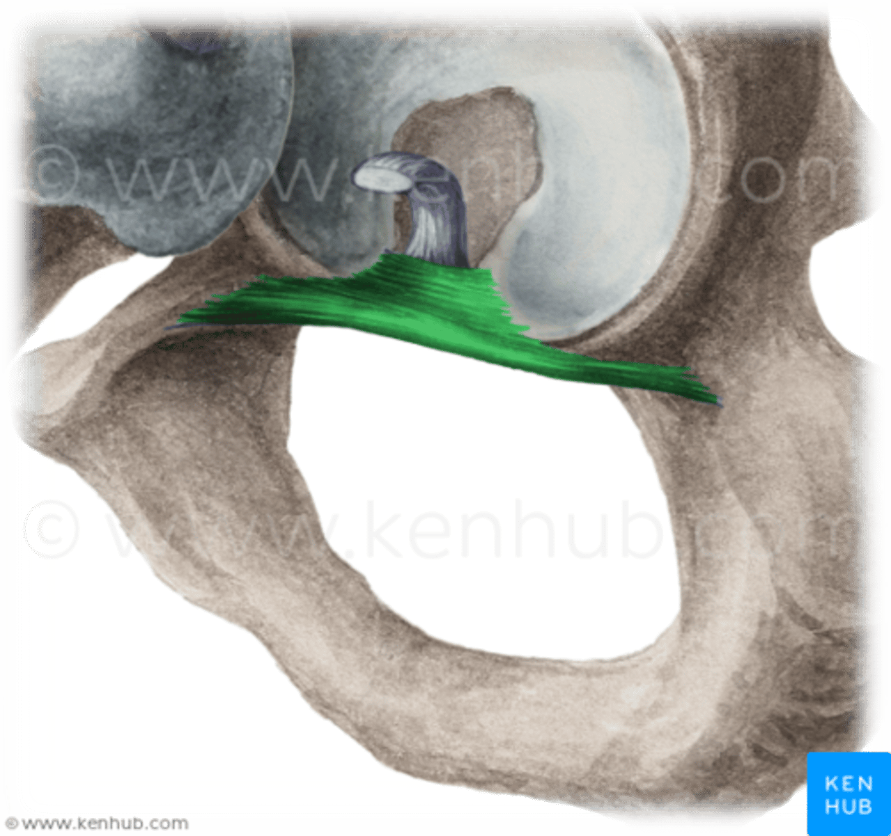 <p>portion of acetabulum located on acetabulum ligament</p>