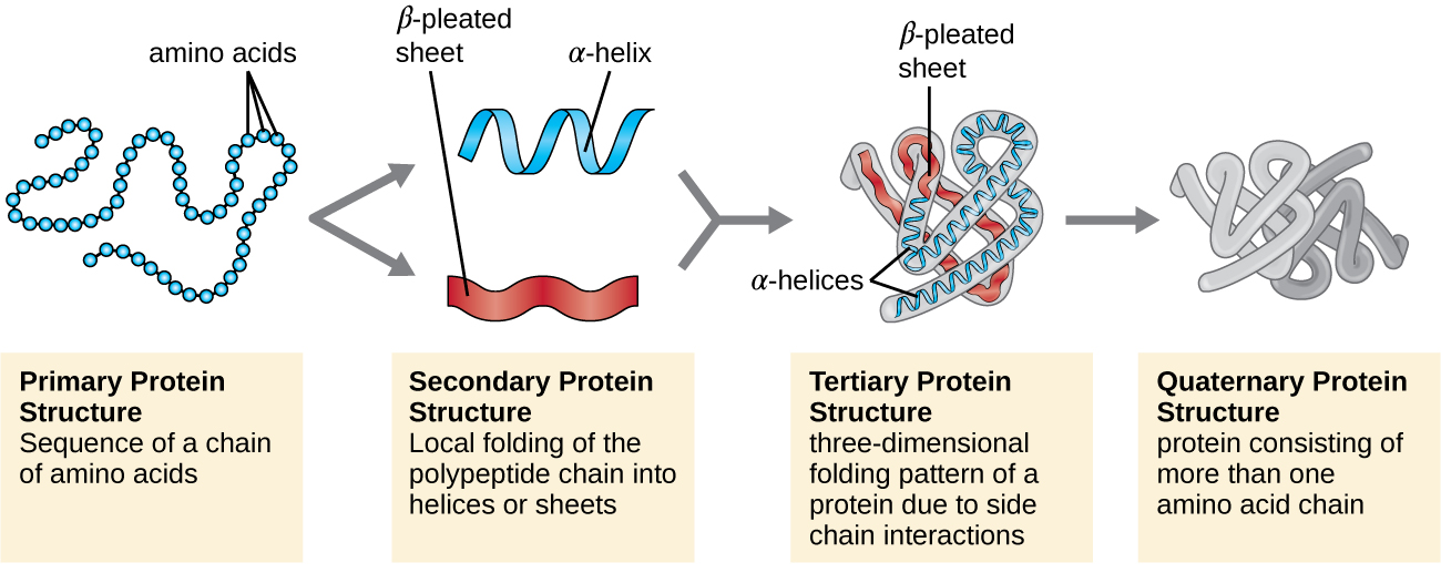 <ul><li><p>primary - linear sequence of amino acids</p></li><li><p>secondary - hydrogen bonding contributes to an alpha helix or beta pleated structure</p></li><li><p>tertiary - 3D folding based on hydrophobic and hydrophilic interactions</p></li><li><p>quaternary - multiple polypeptides joining more than one polymer chain of amino acids</p></li></ul>