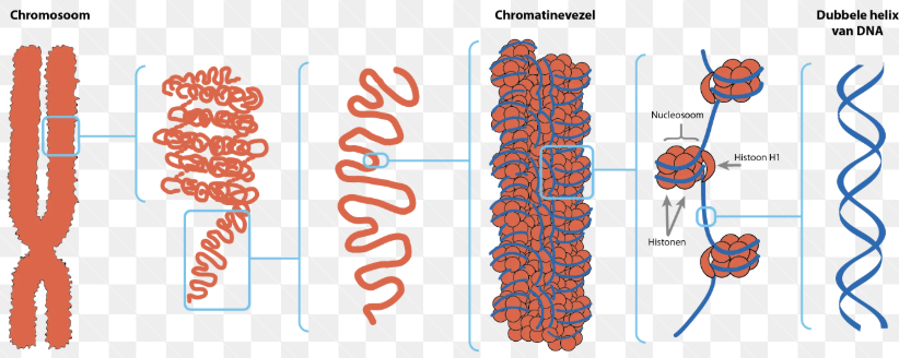 <p>Als chromatinevezels.</p>