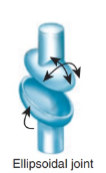 <p>Condylar (ellipsoid) joint</p>