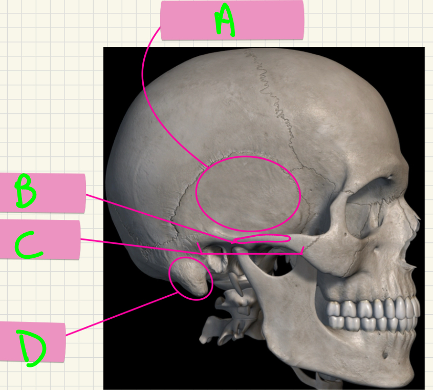 <p>What’s A-D?</p>