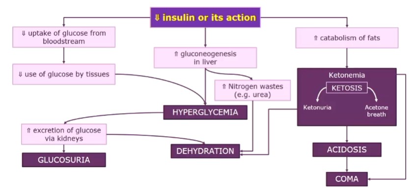 <p>diabetic ketoacidosis</p>