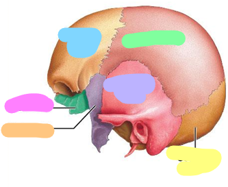 <p>orange; 1 bone</p>
